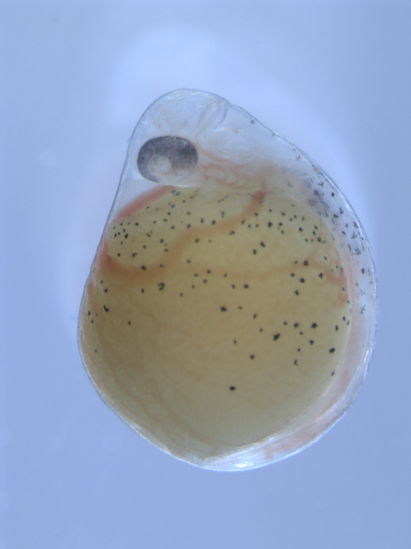 Brightfield image of early cichlid embryo