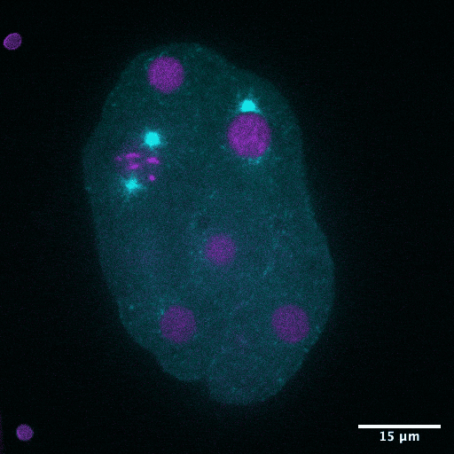 GIF of early C. elegans embryo