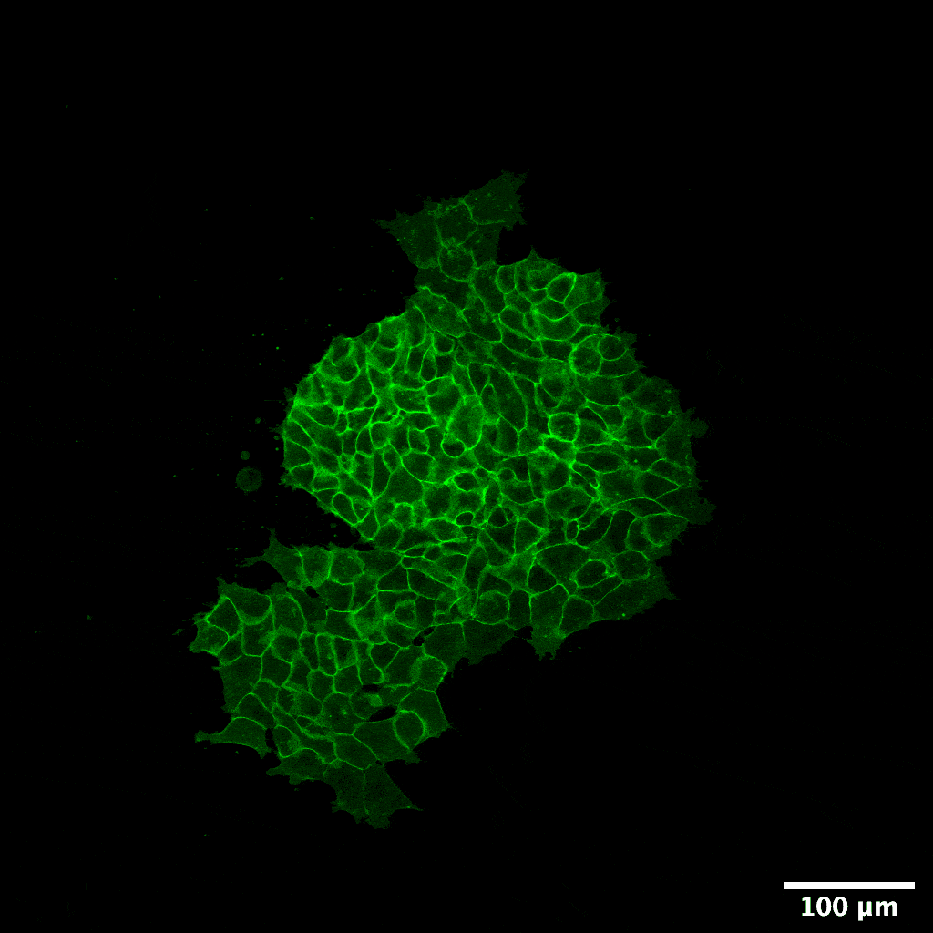 GIF of migrating frog neural crest cells