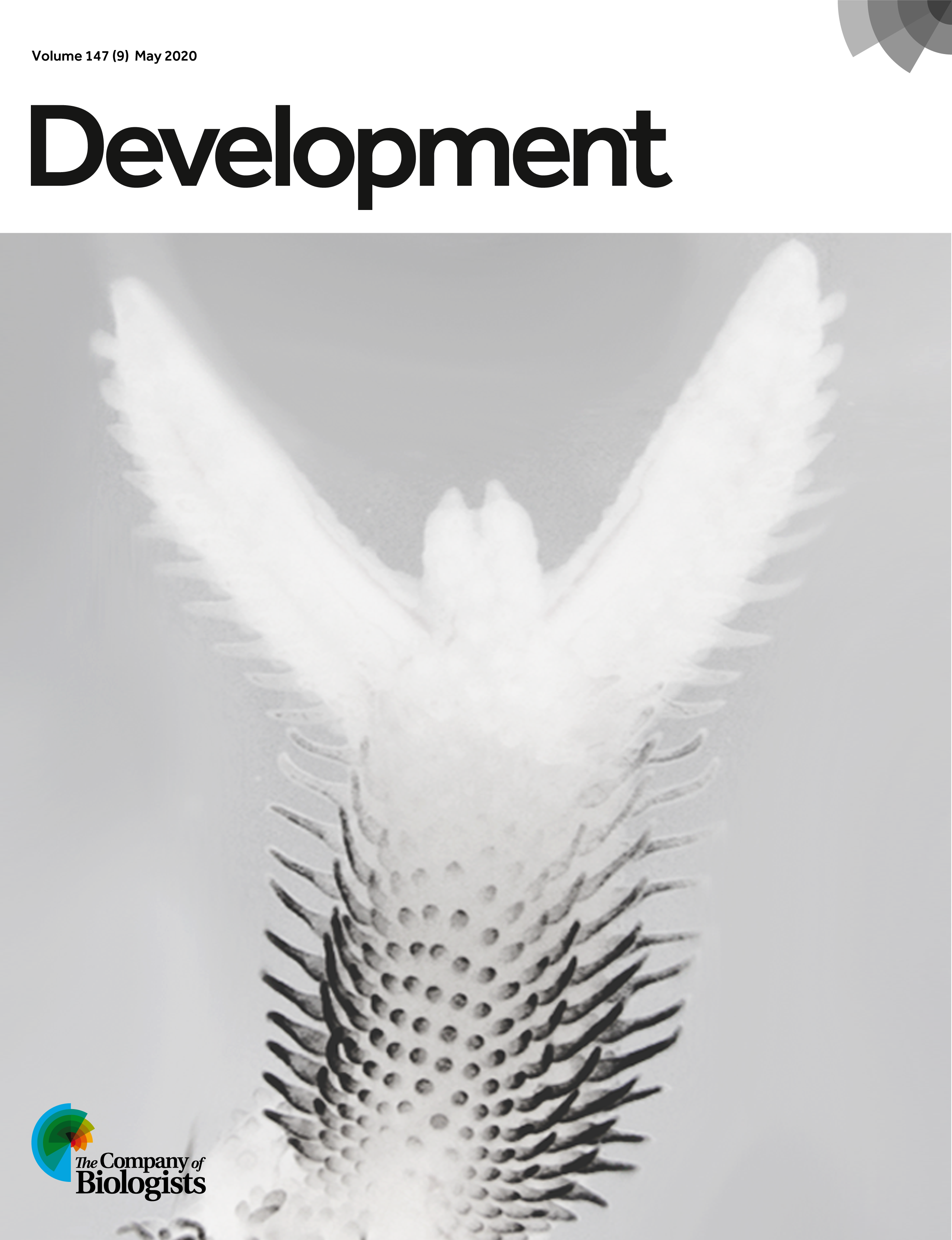 Duplicated embryonic avian wing